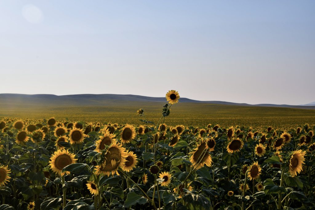 tall sunflower standing above field of sunflowers
