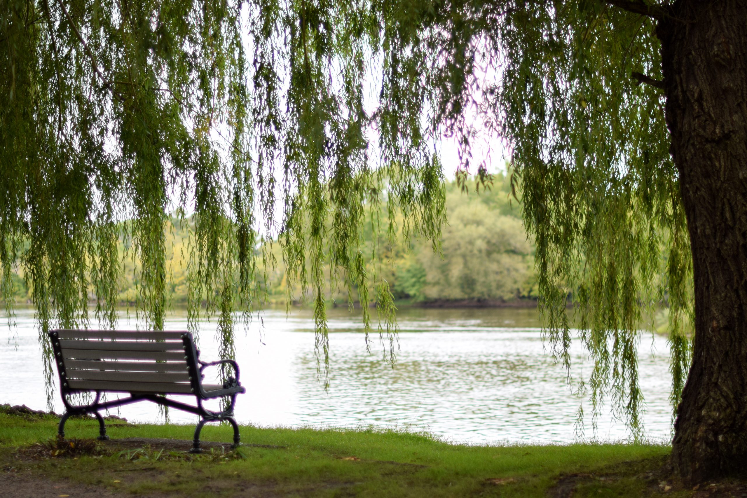 bench by river under willow tree